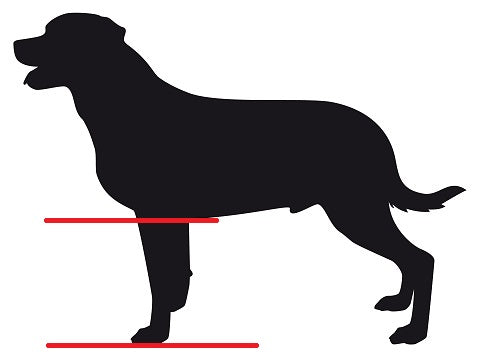 Elbow Joint PRE-ORDER