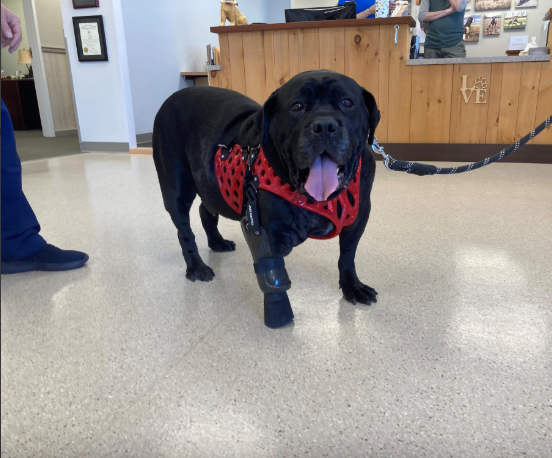 Partial Limb Prosthesis with Suspension Harness