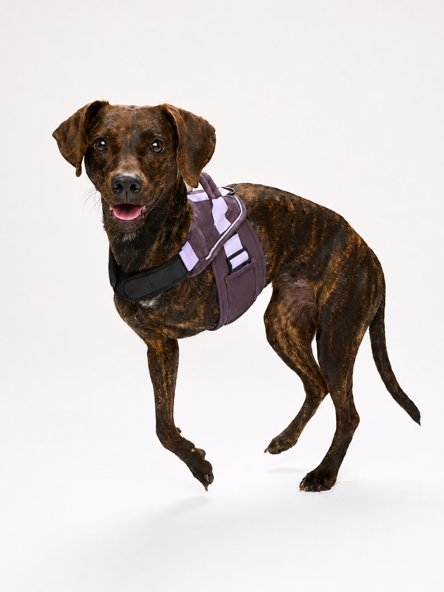 Plum-Purple-Dog-Harness