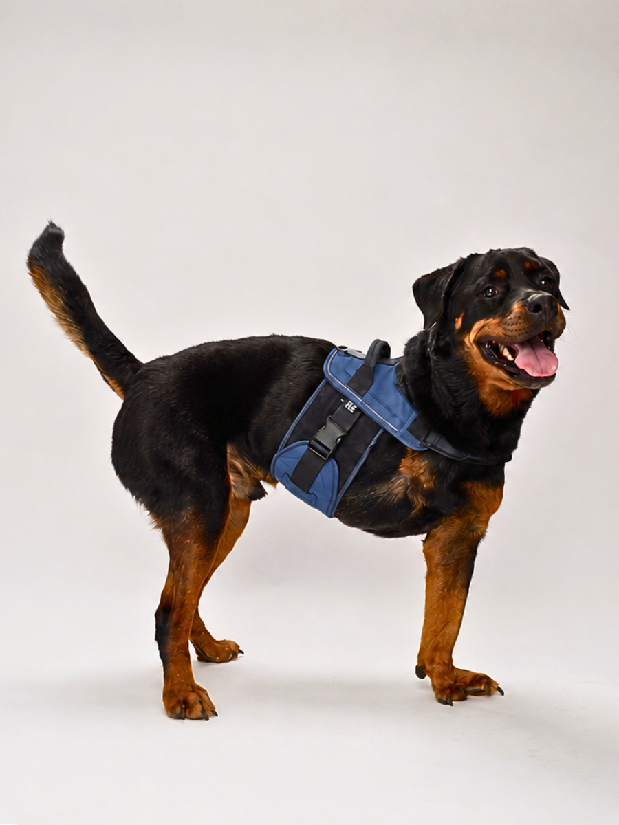 Deep Sea-Blue-Dog-Harness