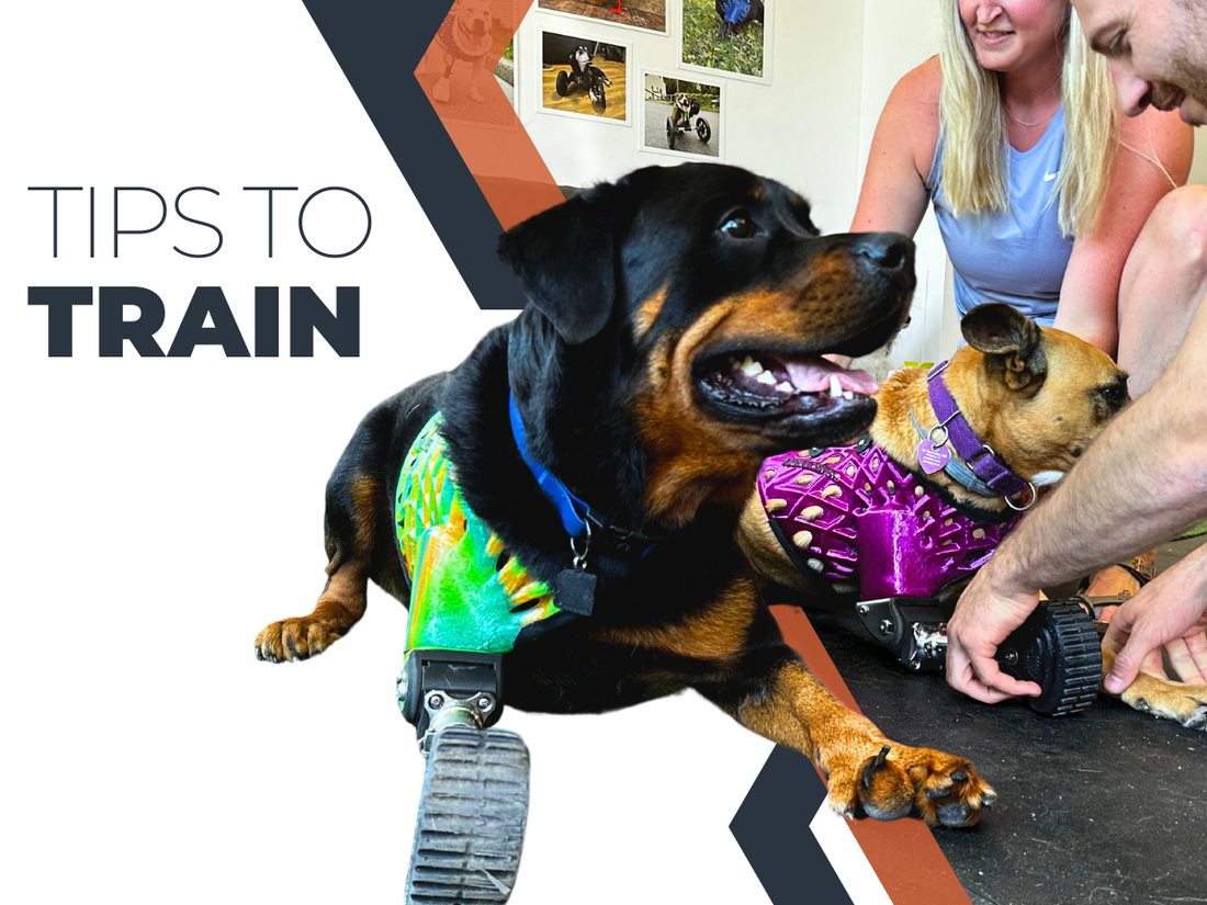 Device Training: Why It's Important