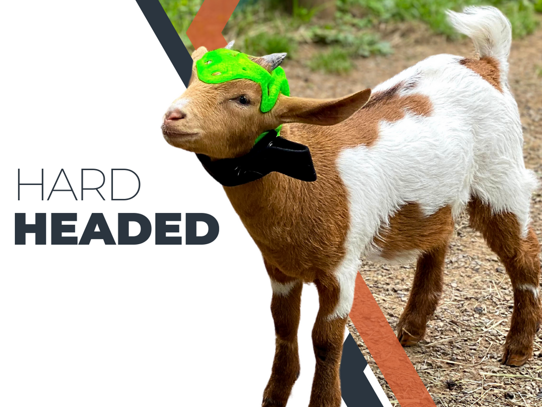 Protecting Our Furry Friends: The Revolutionary 3D-Printed Cranial Helmets by 3DPets