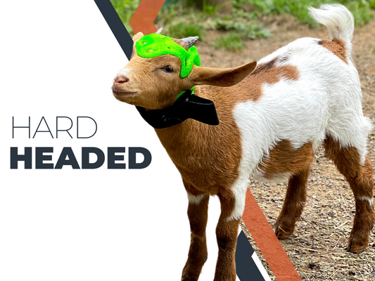 Protecting Our Furry Friends: The Revolutionary 3D-Printed Cranial Helmets by 3DPets