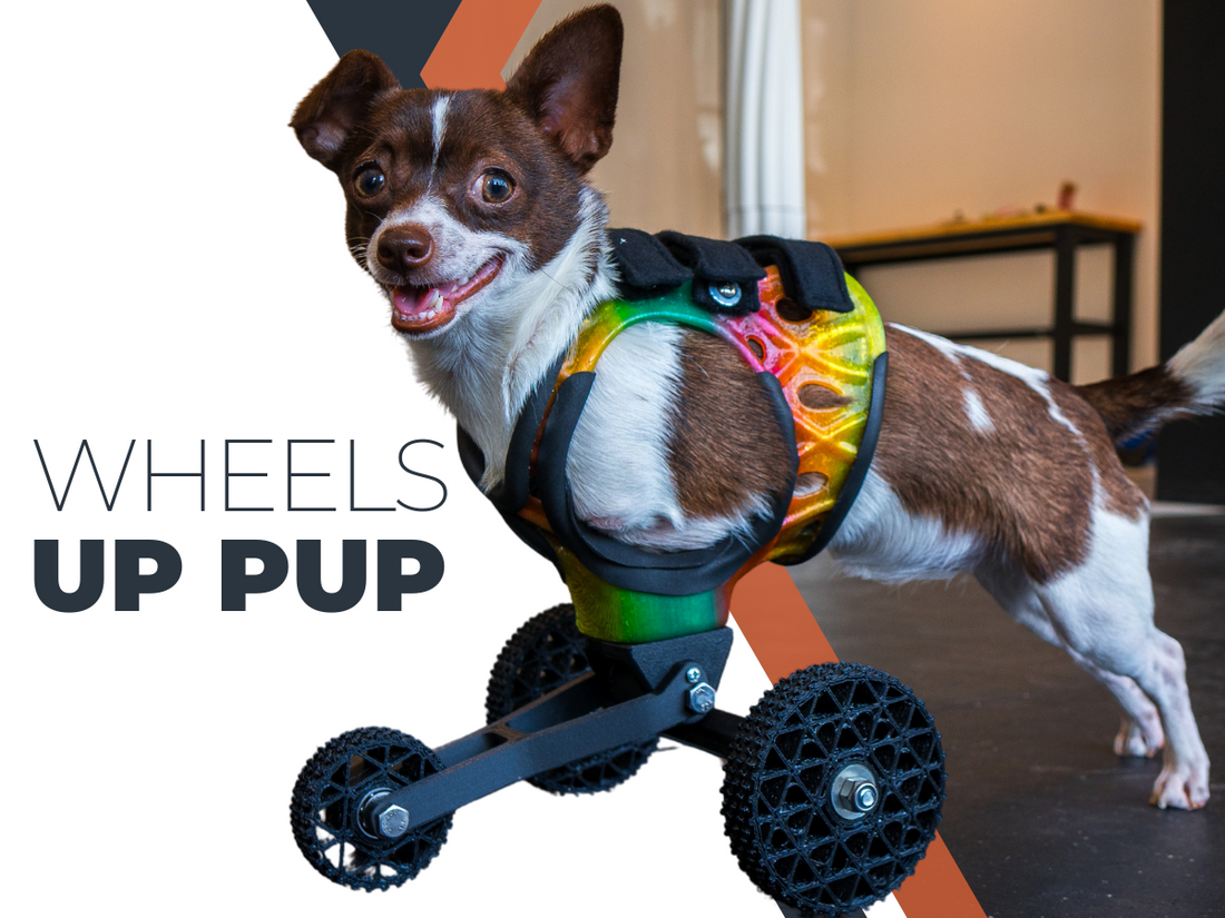 Exploring Wheelchairs for Dogs: Enhancing Mobility and Quality of Life