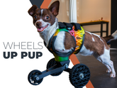 Exploring Wheelchairs for Dogs: Enhancing Mobility and Quality of Life