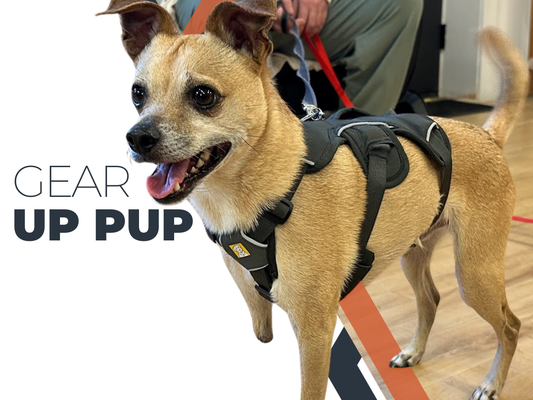 Gear Up Your Tripawd: Choosing the Right Harness