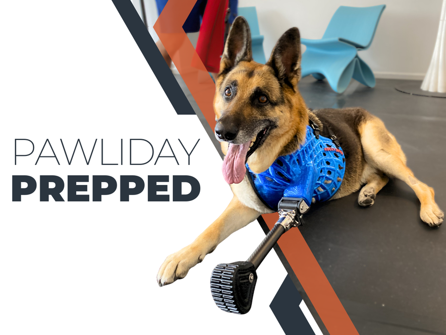 How to Keep Your Pet Safe, Comfortable, and Mobile This July Fourth