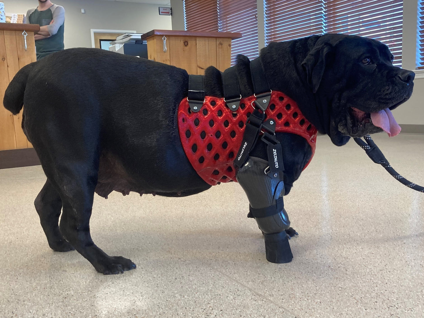 Support Harness for Partial-Limb Prosthesis Suspension