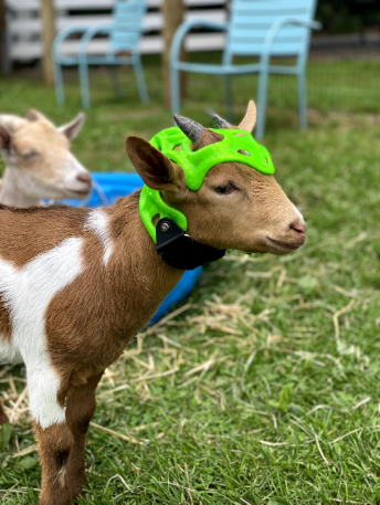 Custom Cranial Helmet