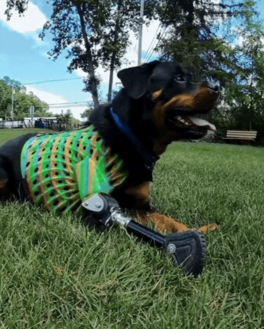 Elbow Joint PRE-ORDER