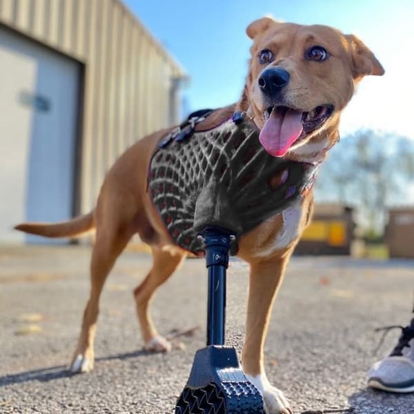 Full-Limb Prosthetic (NO-Nub/Shoulder)