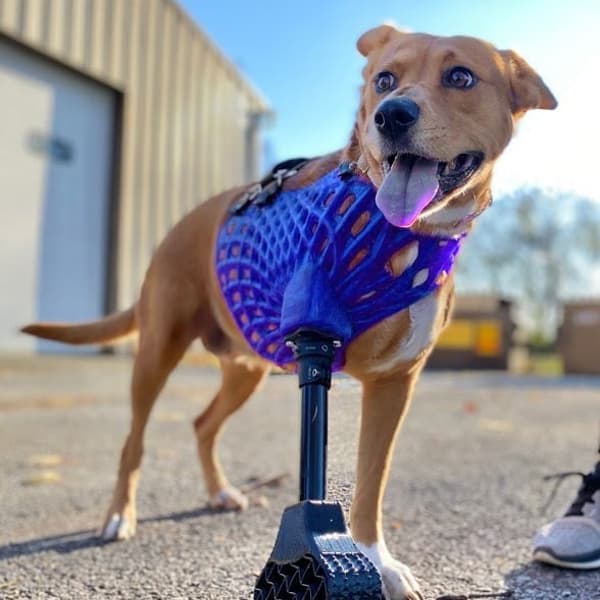 Full-Limb Prosthetic (NO-Nub/Shoulder) - Vendor Tier 3