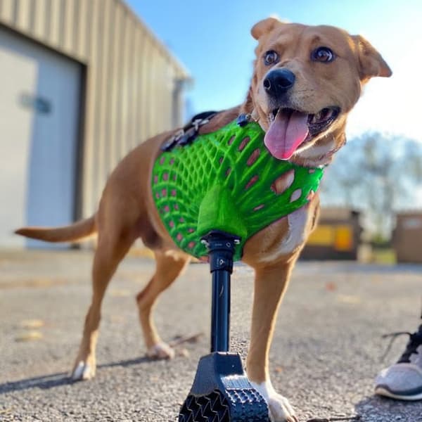 Full-Limb Prosthetic (NO-Nub/Shoulder) - Vendor Tier 3