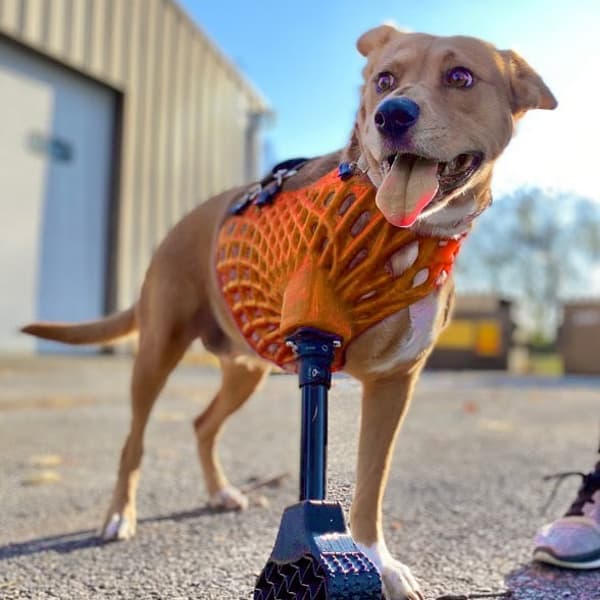 Full-Limb Prosthetic (NO-Nub/Shoulder) - Vendor Tier 3