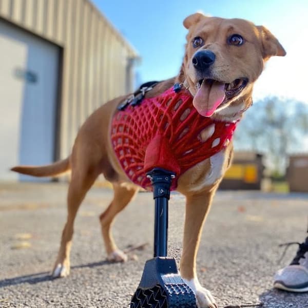 Full-Limb Prosthetic (NO-Nub/Shoulder) - Vendor Tier 3