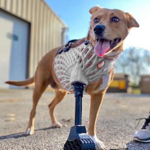 Full-Limb Prosthetic (NO-Nub/Shoulder) - Vendor Tier 3