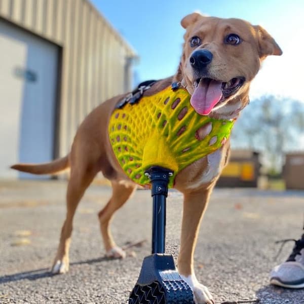 Full-Limb Prosthetic (NO-Nub/Shoulder) - Vendor Tier 3