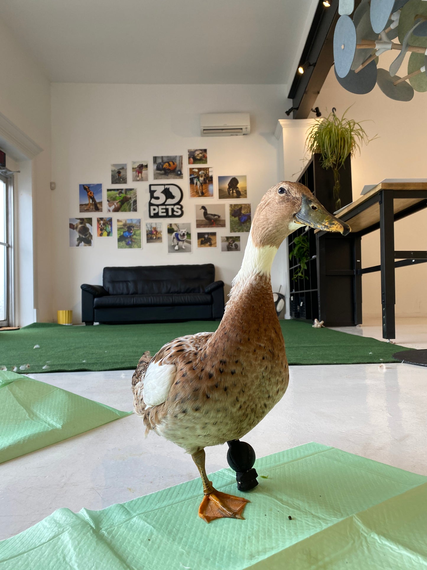 Avian Orthotic/Prosthetic