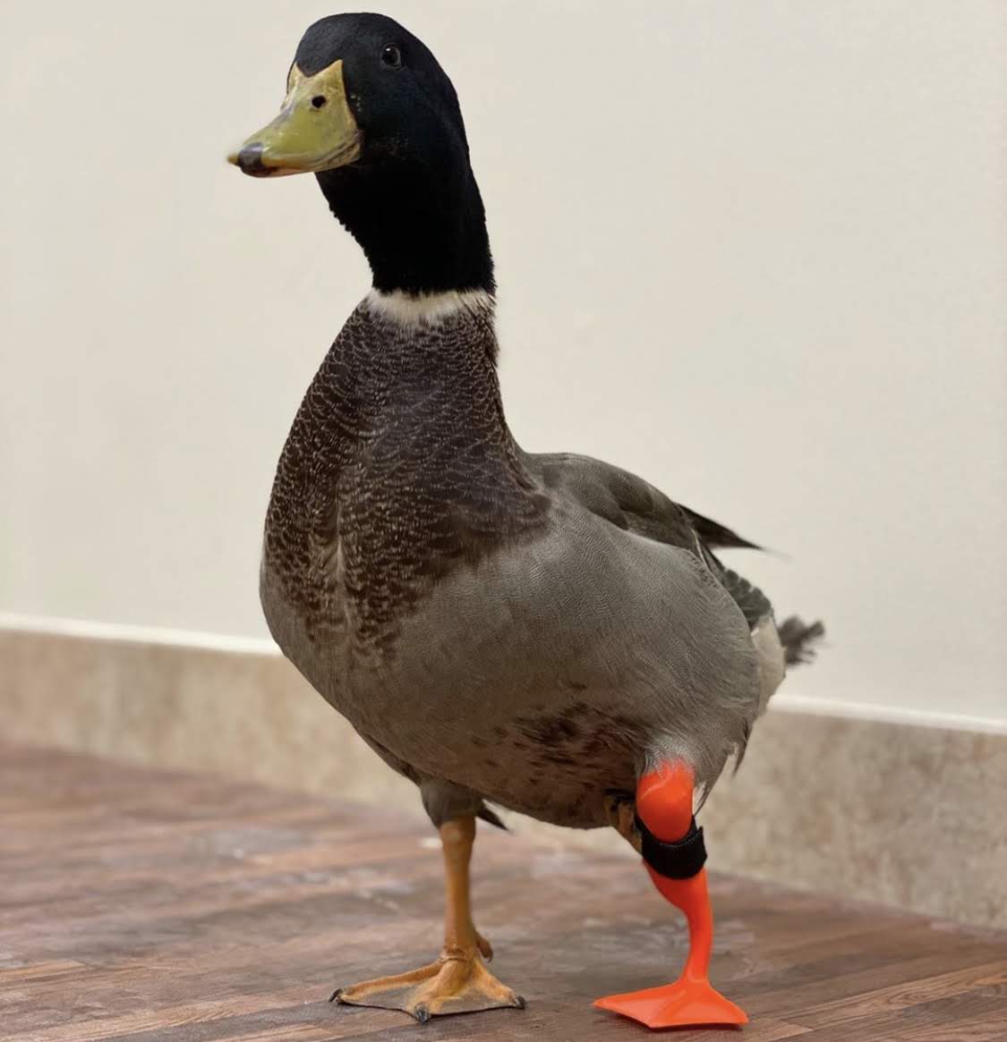 Avian Orthotic/Prosthetic