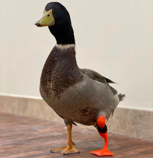 Avian Orthotic/Prosthetic