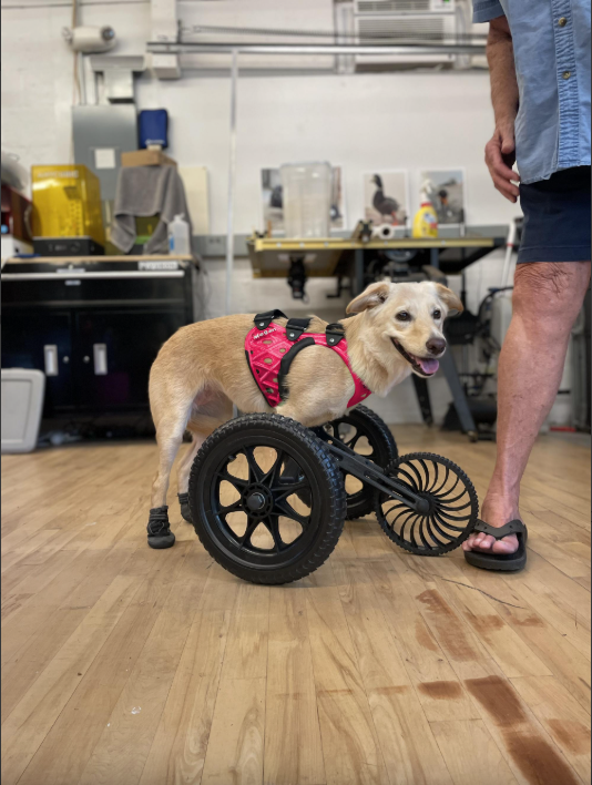 Large Carts (11" or More From the Chest to the Ground)