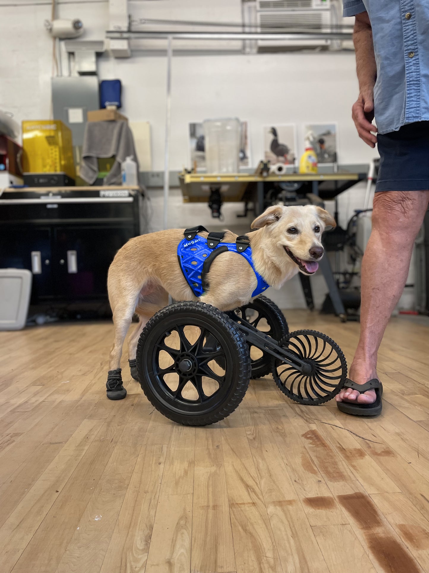 Large Carts (11" or More From the Chest to the Ground)