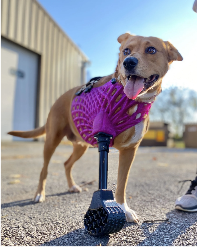 Full-Limb Prosthetic (NO-Nub/Shoulder)