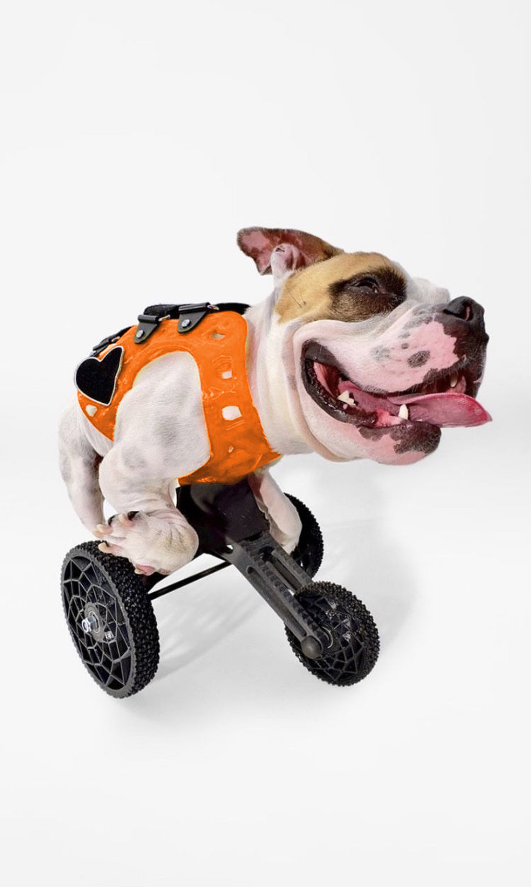 Small Carts (10" or Shorter from Chest to the Ground)