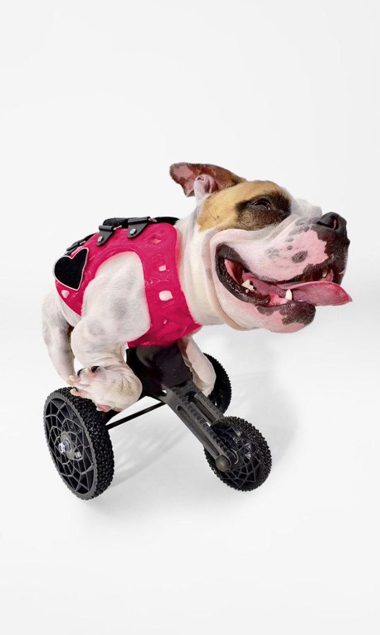 Small Carts (10" or Shorter from Chest to the Ground)