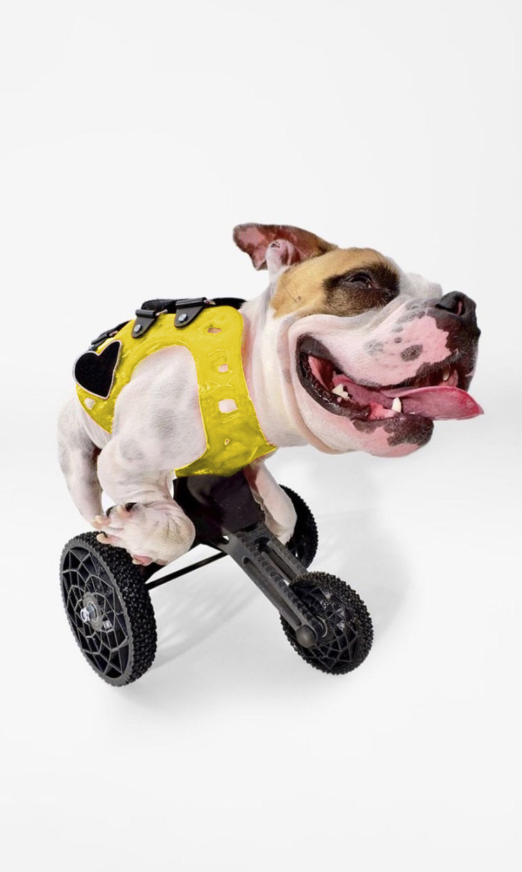 Small Carts (10" or Shorter from Chest to the Ground)