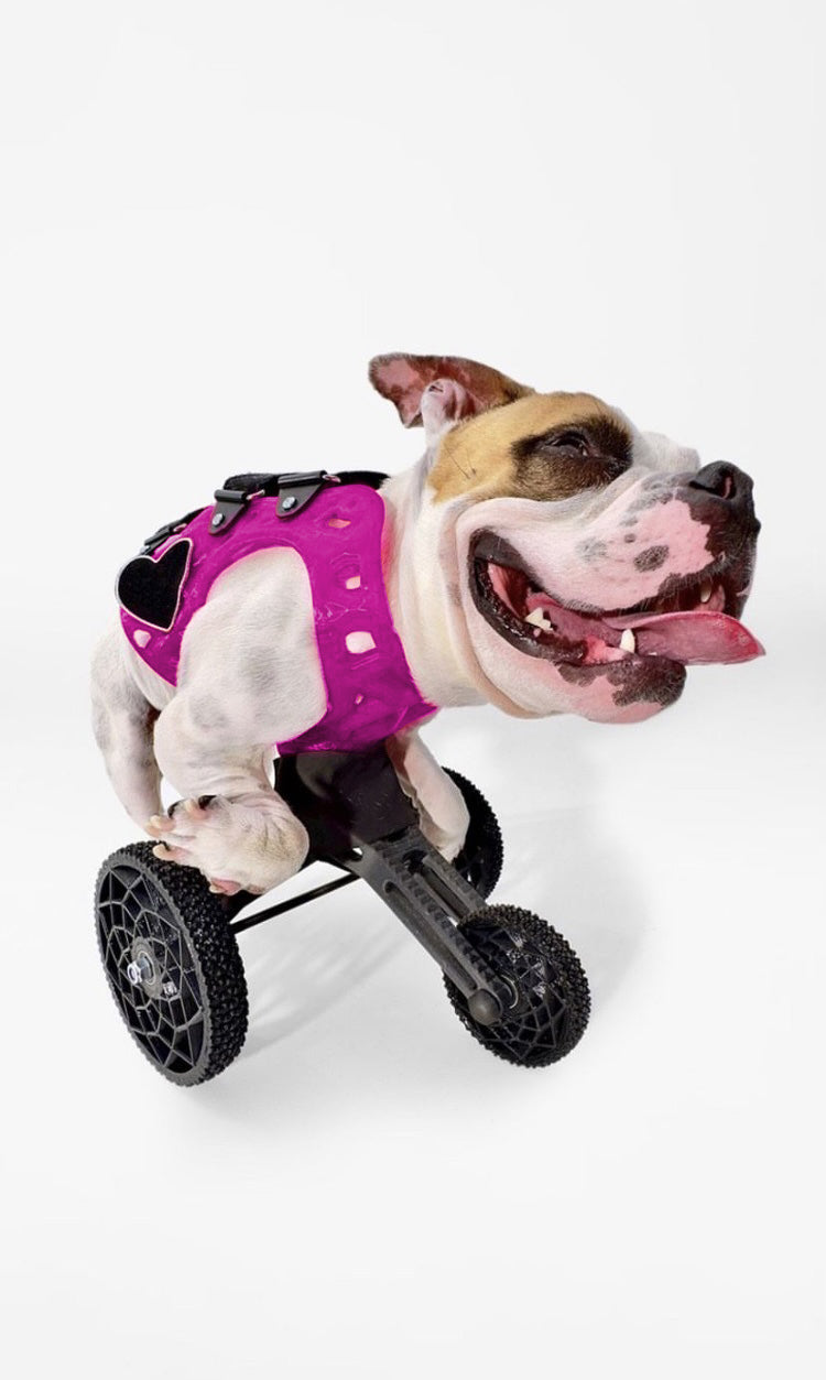 Small Carts (10" or Shorter from Chest to the Ground)