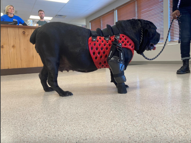 Partial Limb Prosthesis with Suspension Harness