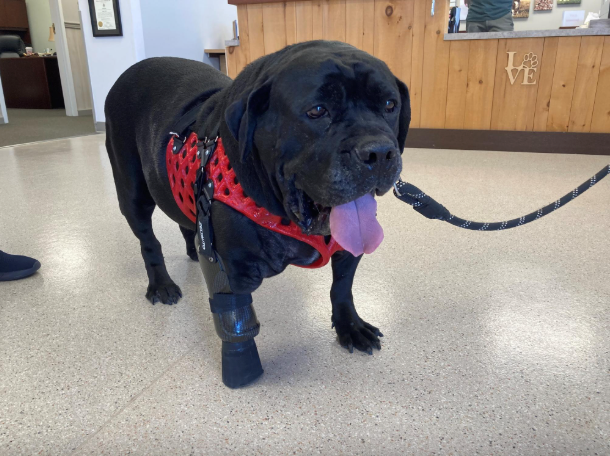 Partial Limb Prosthesis with Suspension Harness