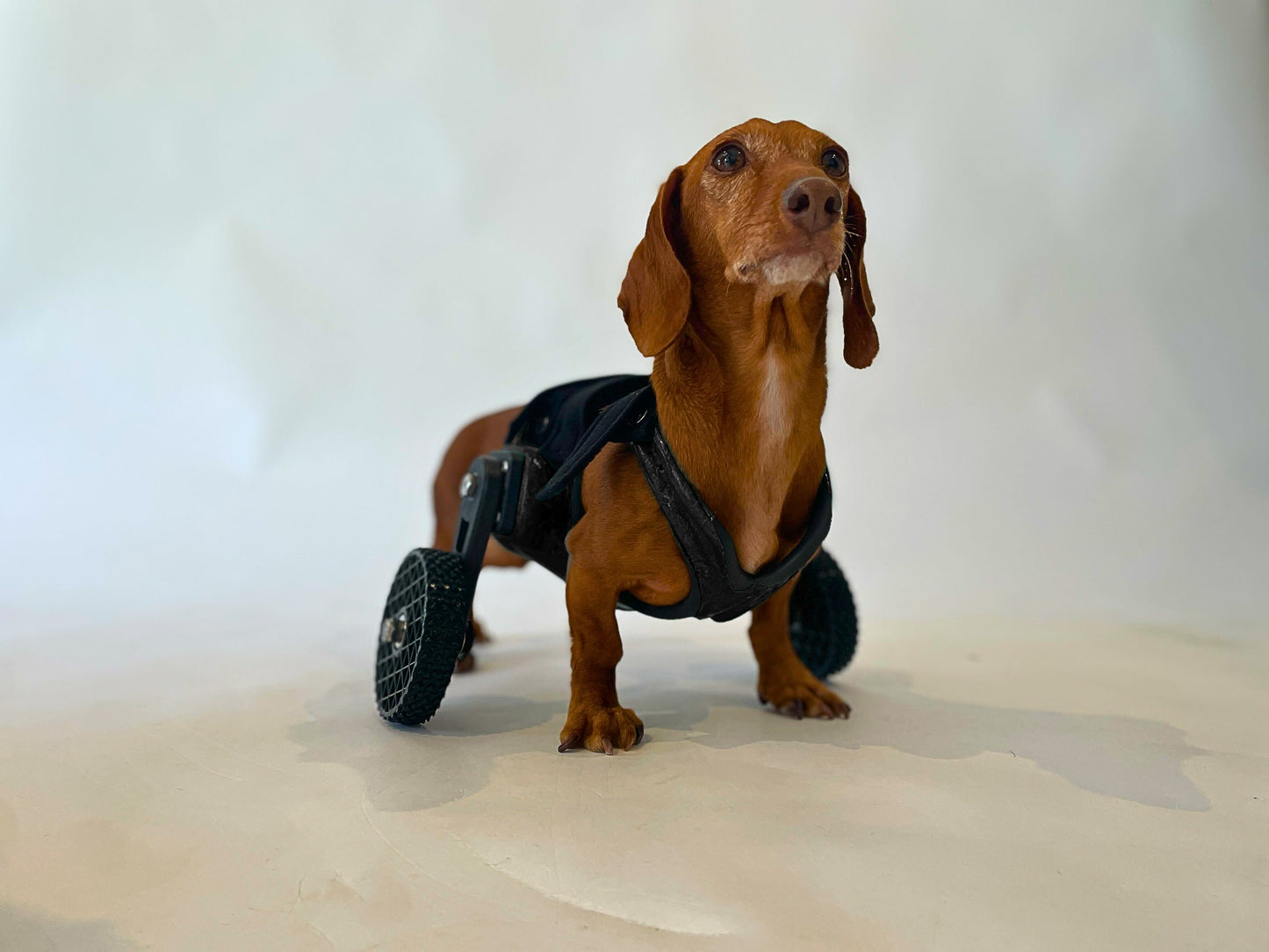 Side-Mount Cart (7" or Shorter from Chest to the Ground)