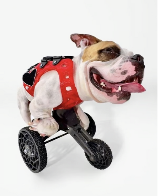 Small Carts (10" or Shorter from Chest to the Ground)