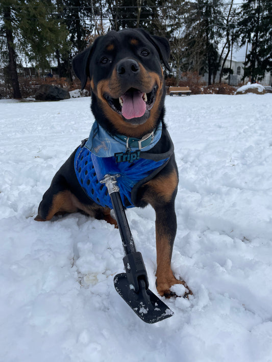 Ski Attachment (For Full-Limb Prosthesis)