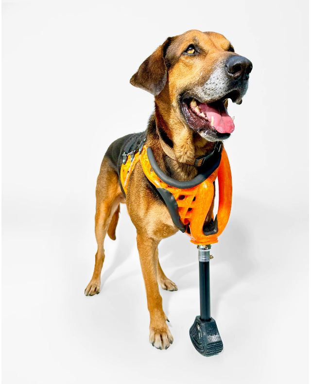 Full-Limb Prosthetic (WITH Shoulder or Remaining Limb)