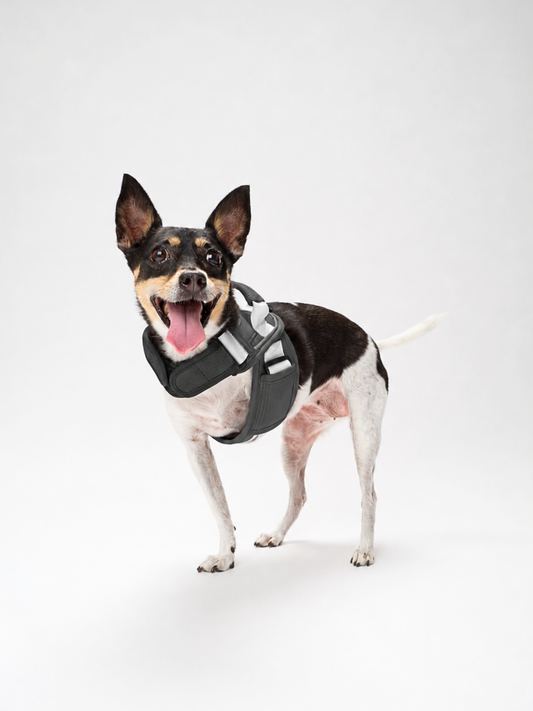 Slate-Gray-Dog-Harness