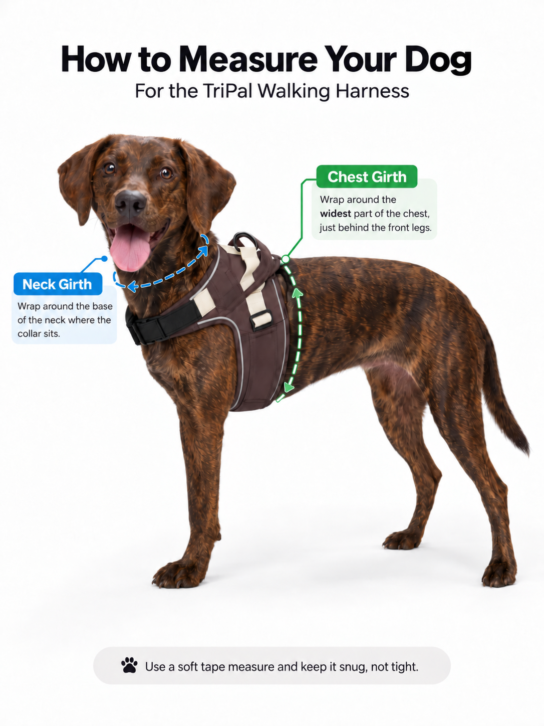 How to measure your dog for the TriPal Walking Harness: measure neck girth around the base of the neck where the collar sits, and chest girth around the widest part just behind the front legs. Use a soft tape measure and keep it snug, not tight.